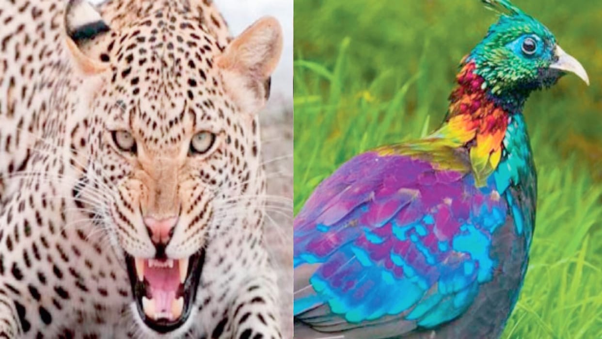 HP Wildlife Wing: Leopard for one lakh, Monal for 12 thousand.. adopt them
