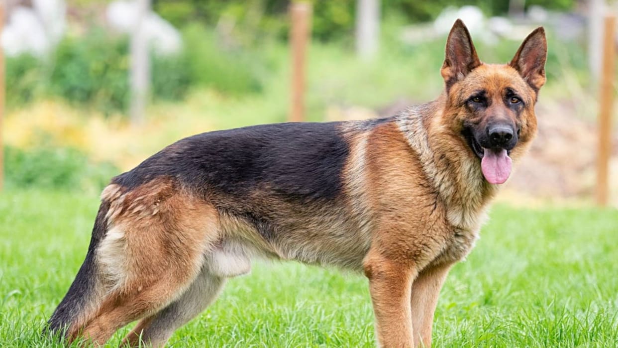 Umaria News case was filed against owner after pet dog bit him know whole matter