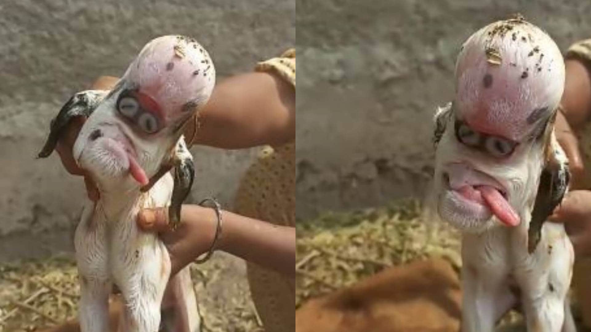 MP News Khargone goat gave birth to baby with an alien look doctor said such thing that farmer became sad