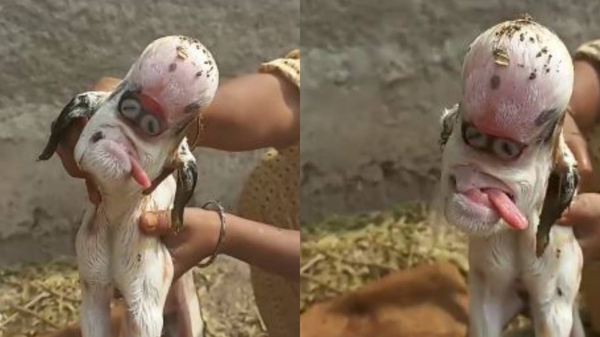 MP News Khargone goat gave birth to baby with an alien look doctor said such thing that farmer became sad