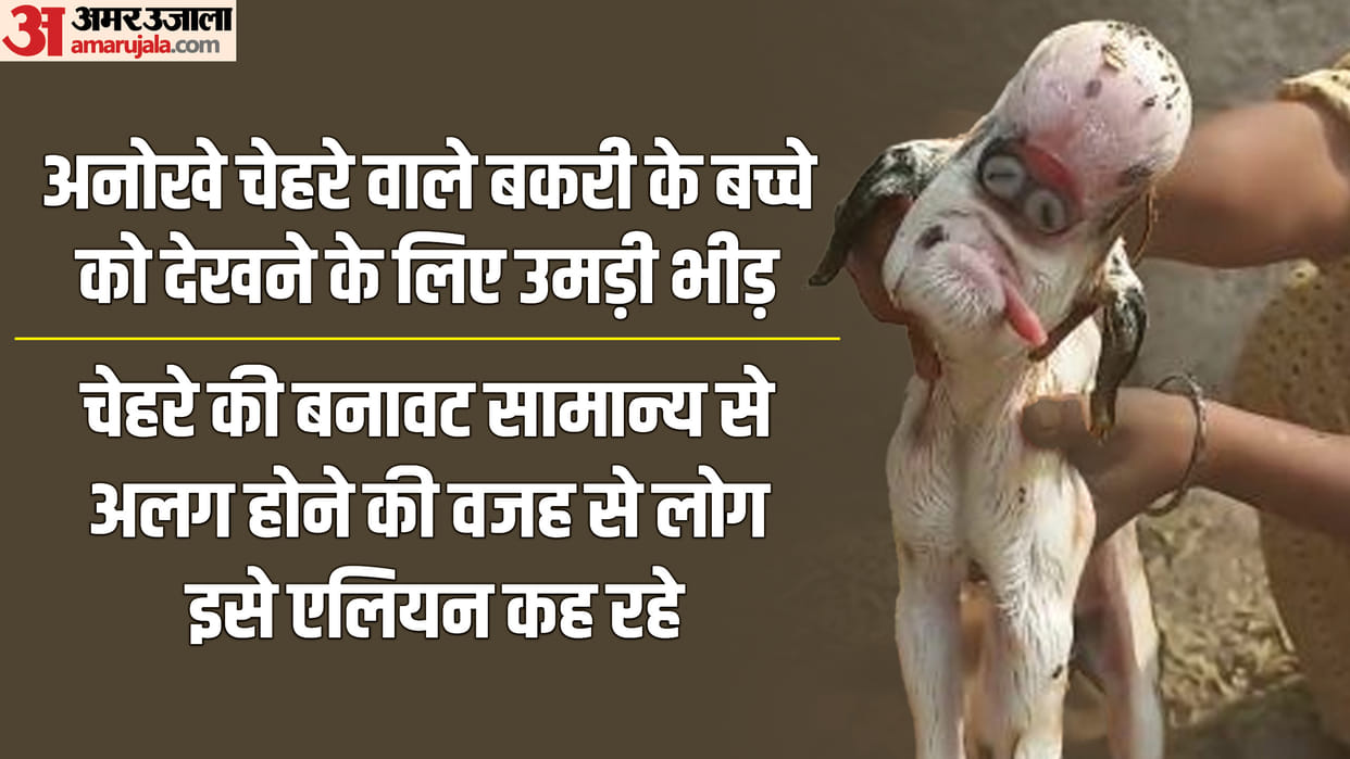 MP News Khargone goat gave birth to baby with an alien look doctor said such thing that farmer became sad