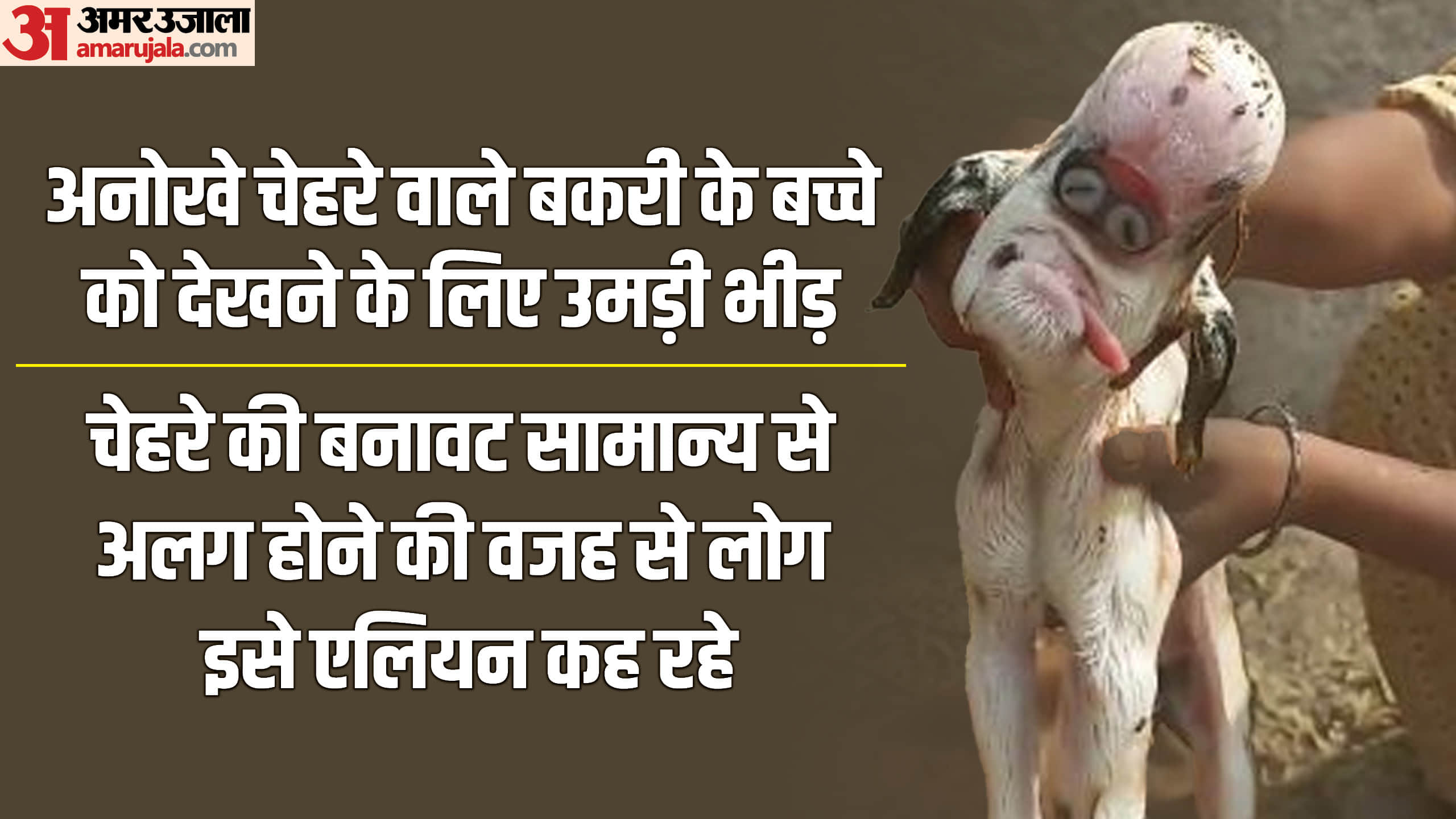 बकरी का बच्चा