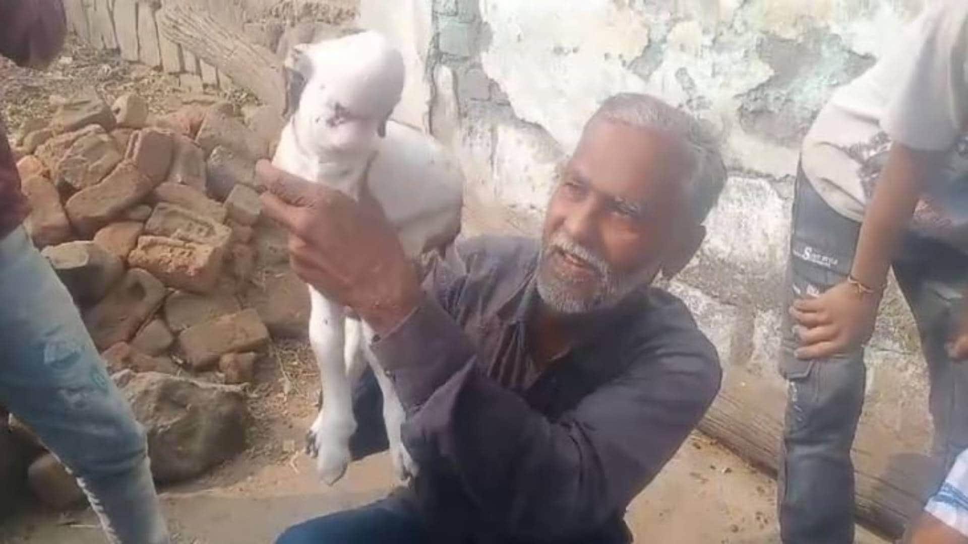 MP News Khargone goat gave birth to baby with an alien look doctor said such thing that farmer became sad
