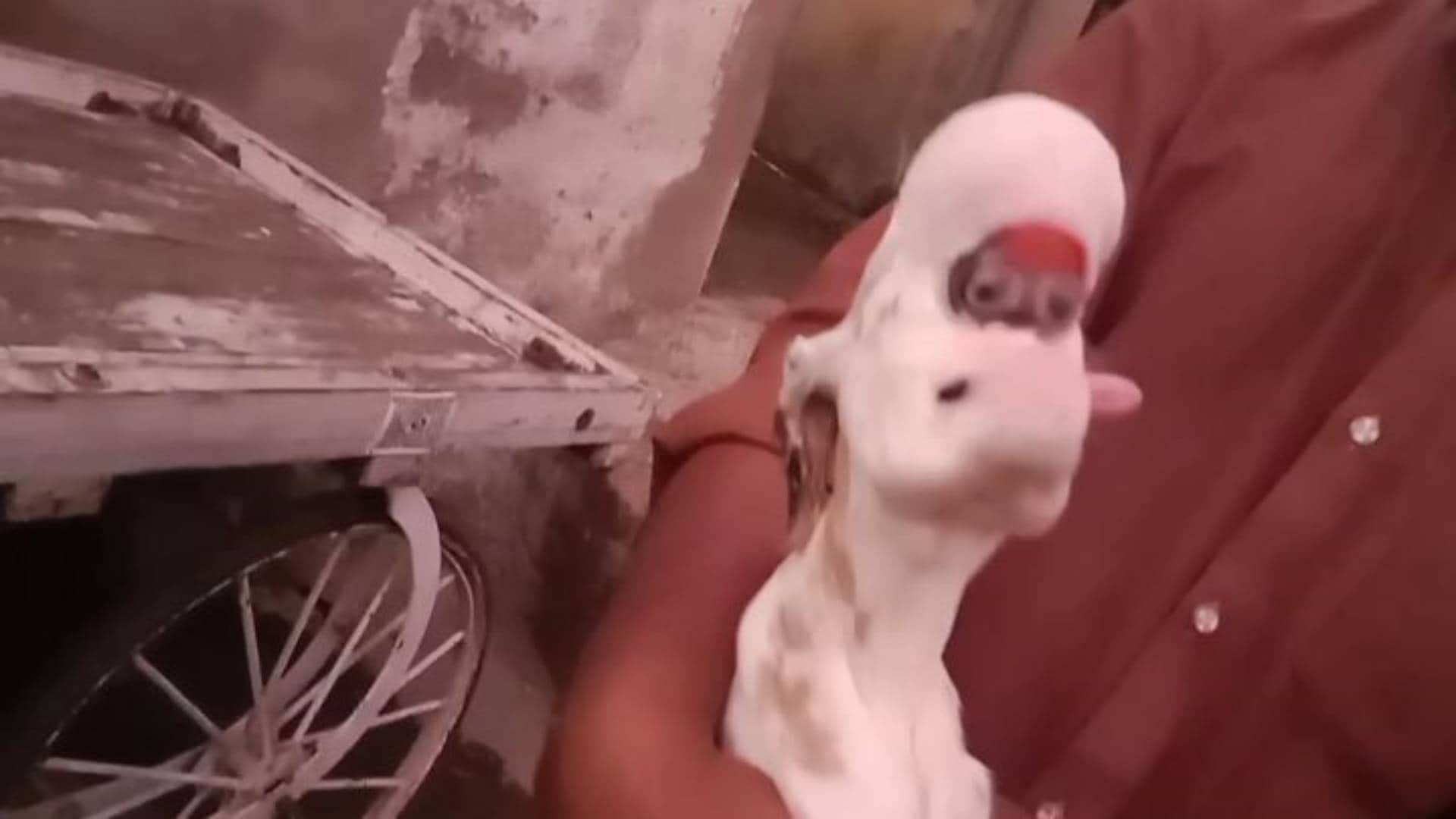 MP News Khargone goat gave birth to baby with an alien look doctor said such thing that farmer became sad