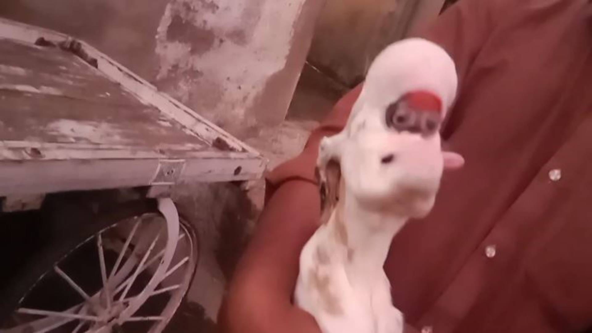 MP News Khargone goat gave birth to baby with an alien look doctor said such thing that farmer became sad