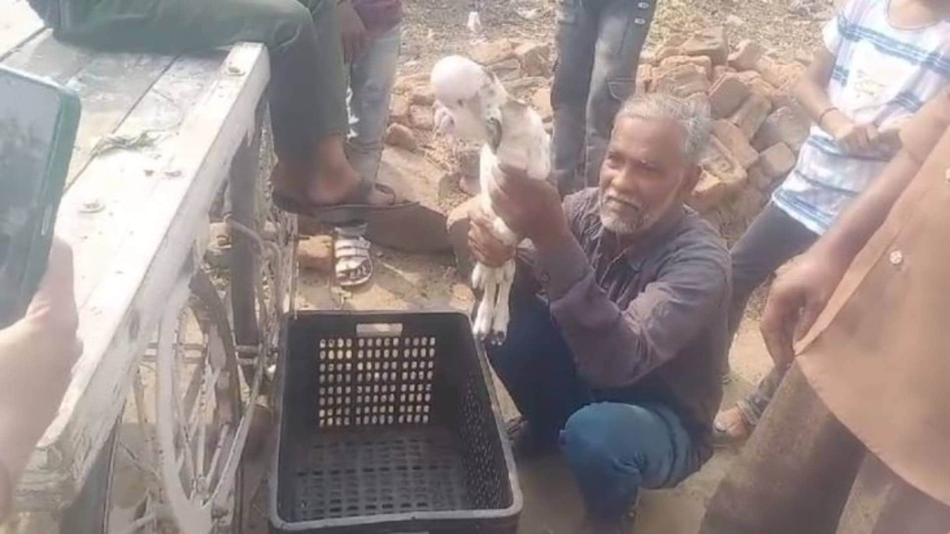 MP News Khargone goat gave birth to baby with an alien look doctor said such thing that farmer became sad