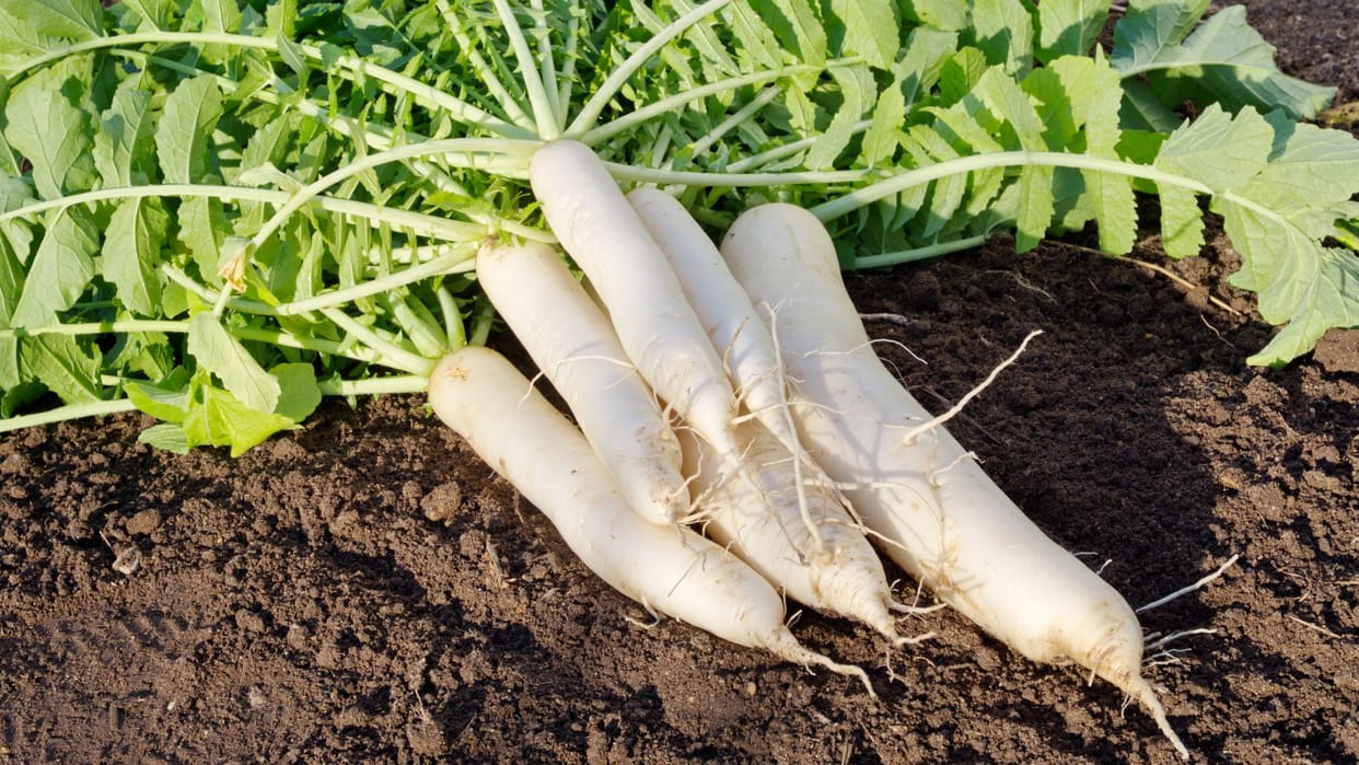 Avoid consuming these three things with radish, most people eat the second one