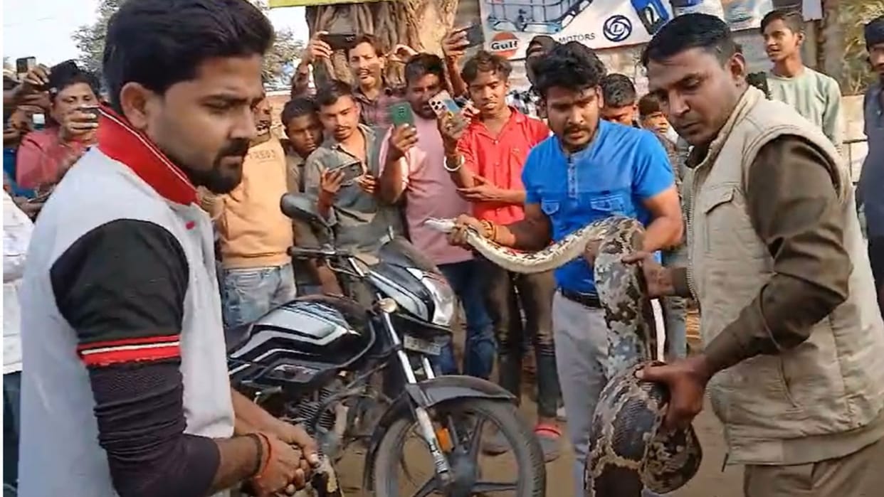 12 feet long python was hiding in the bushes: The forest department team caught it after a lot of hard work