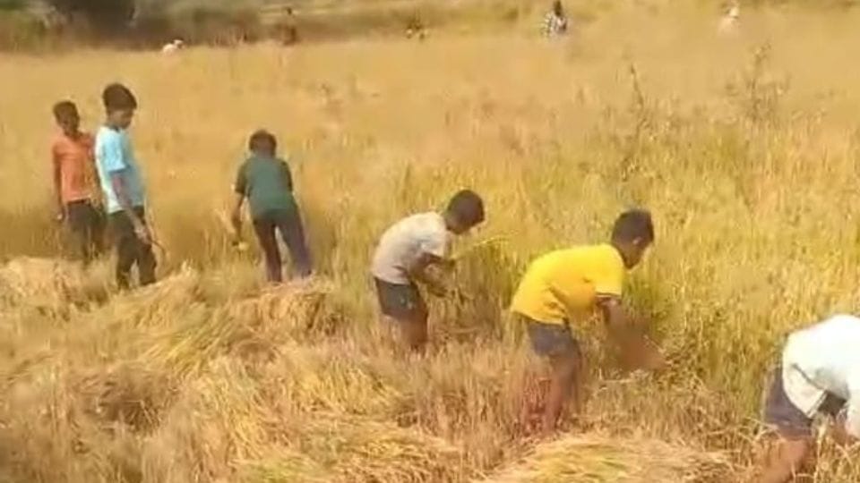 Teacher who cut paddy in children's field suspended in Bijapur
