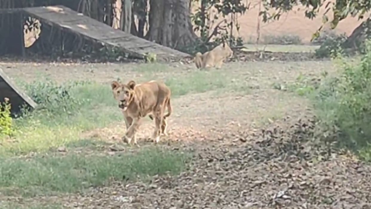 Now visitors will be able to see lion cubs in mini zoo in Bhiwani, both the male cubs have been named