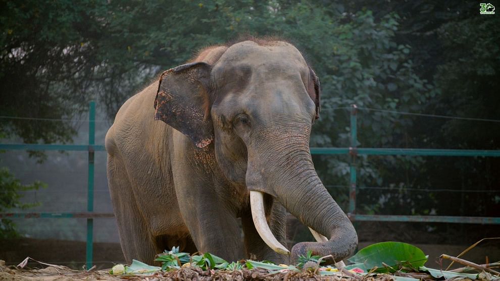 ramu elephant completed five years suffering from malnutrition in zoo