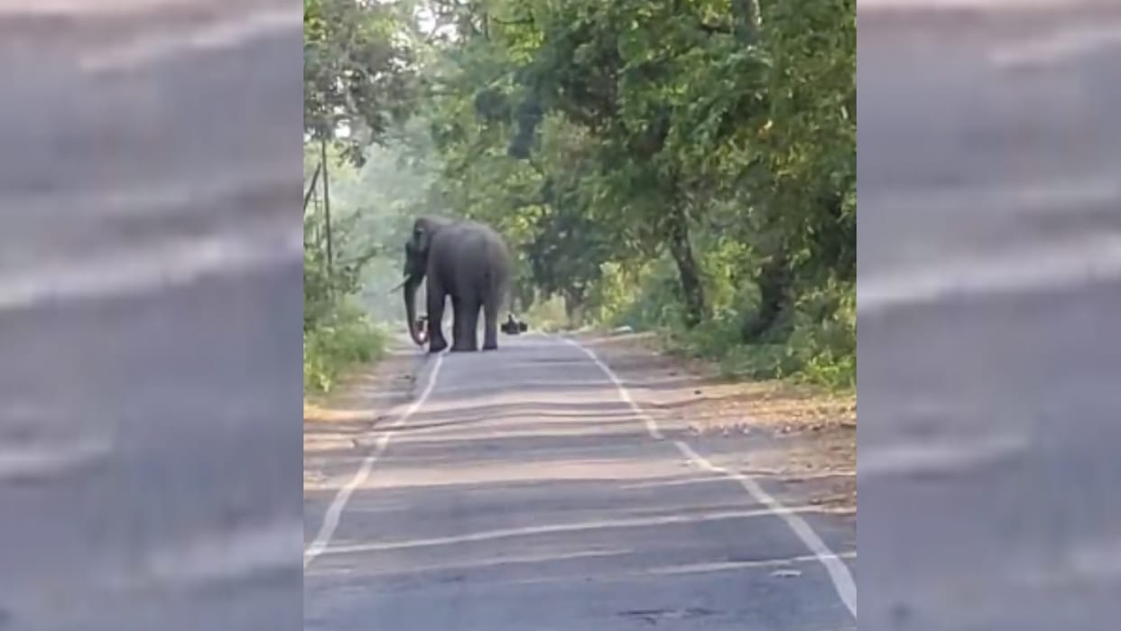 Terror of elephants in katarniaghat in Bahraich.