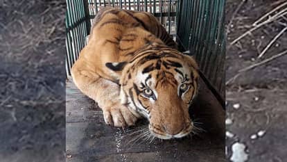 Loneliness is taking a toll on wildlife, and they are dying in shock.