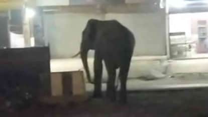 Ambikapur News young man was seriously injured after being attacked by an elephant