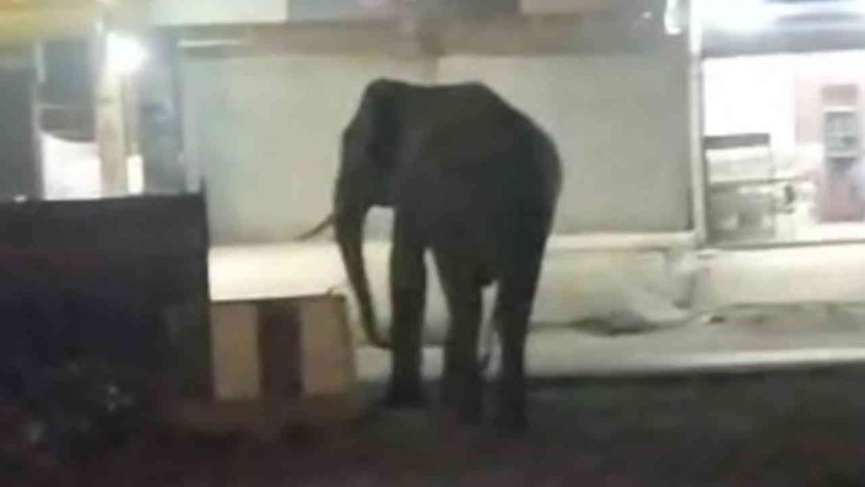 Elephant appeared late at night on Haridwar National Highway and Badedi Rajputan causing panic among people