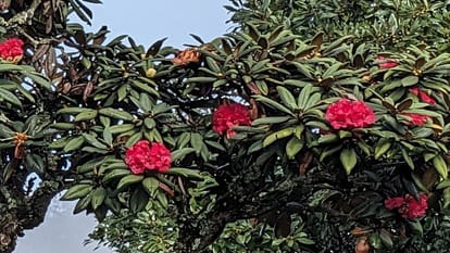 The Impact Of Global Warming On Himalayan Rhododendrons
