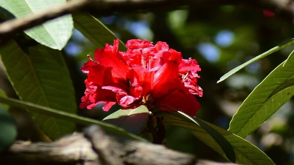 The Impact Of Global Warming On Himalayan Rhododendrons
