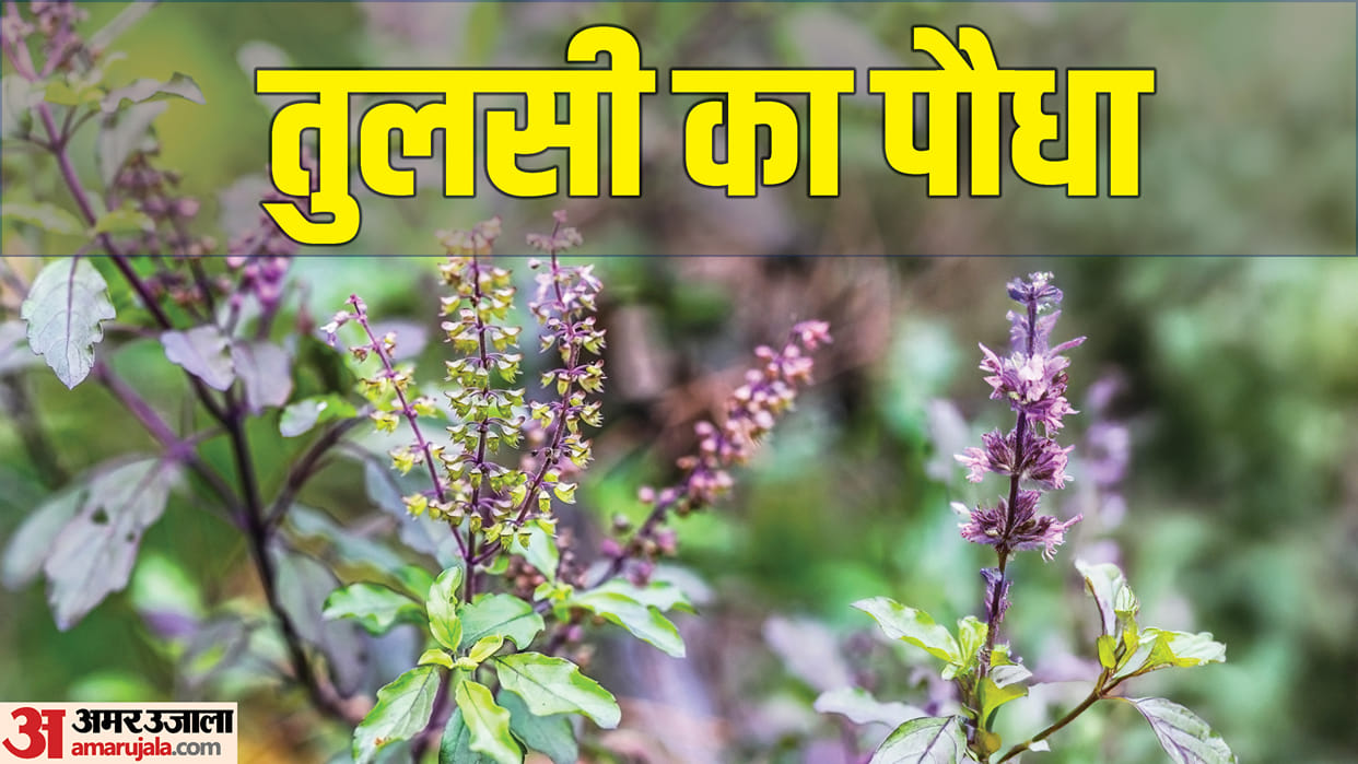 astro tips for tulsi puja can use basi tulsi leaves basi tulsi ki patti disprj