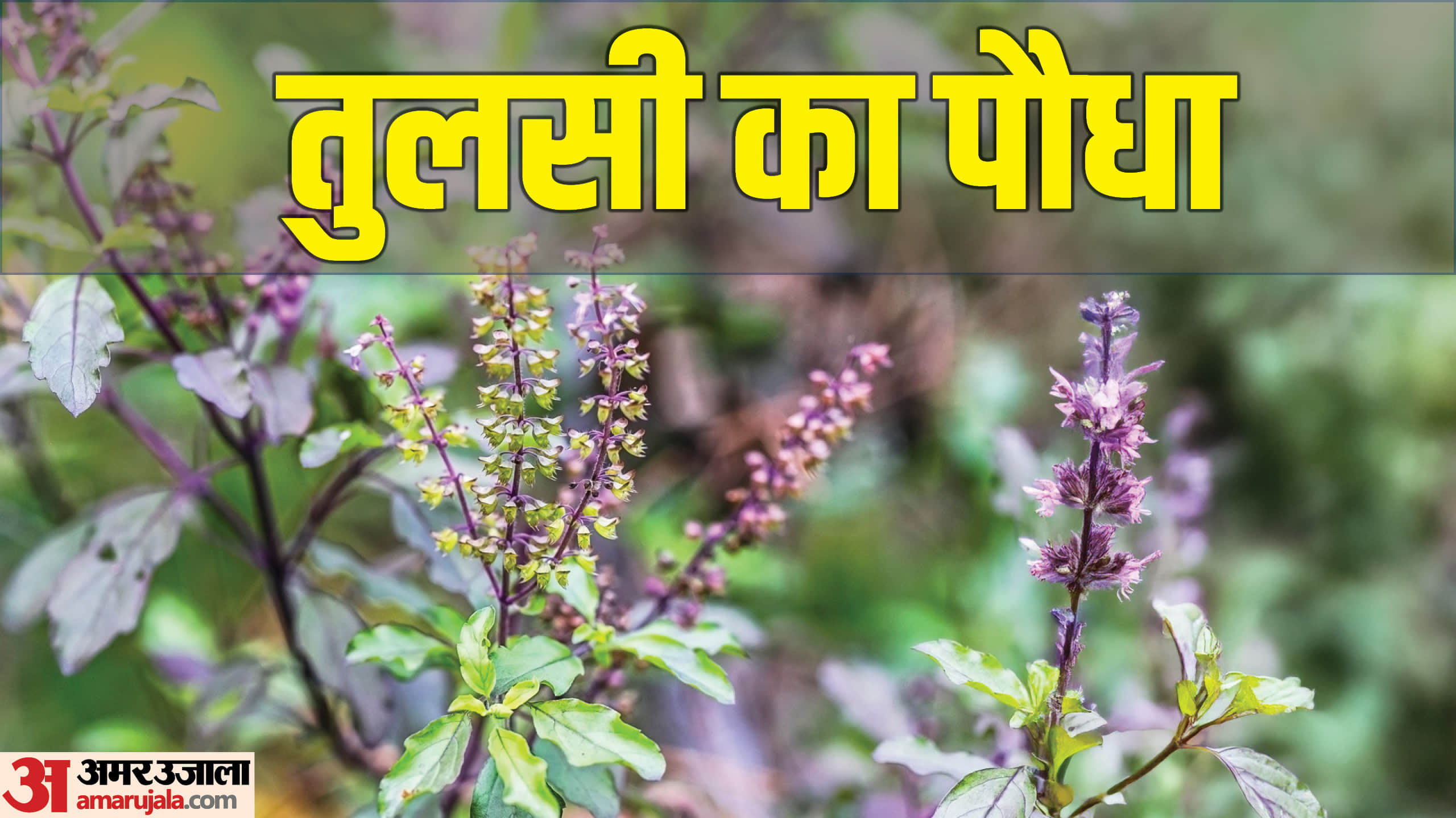 Tulsi Vastu Tips Do Not Keep This Things Near Tulsi Plant