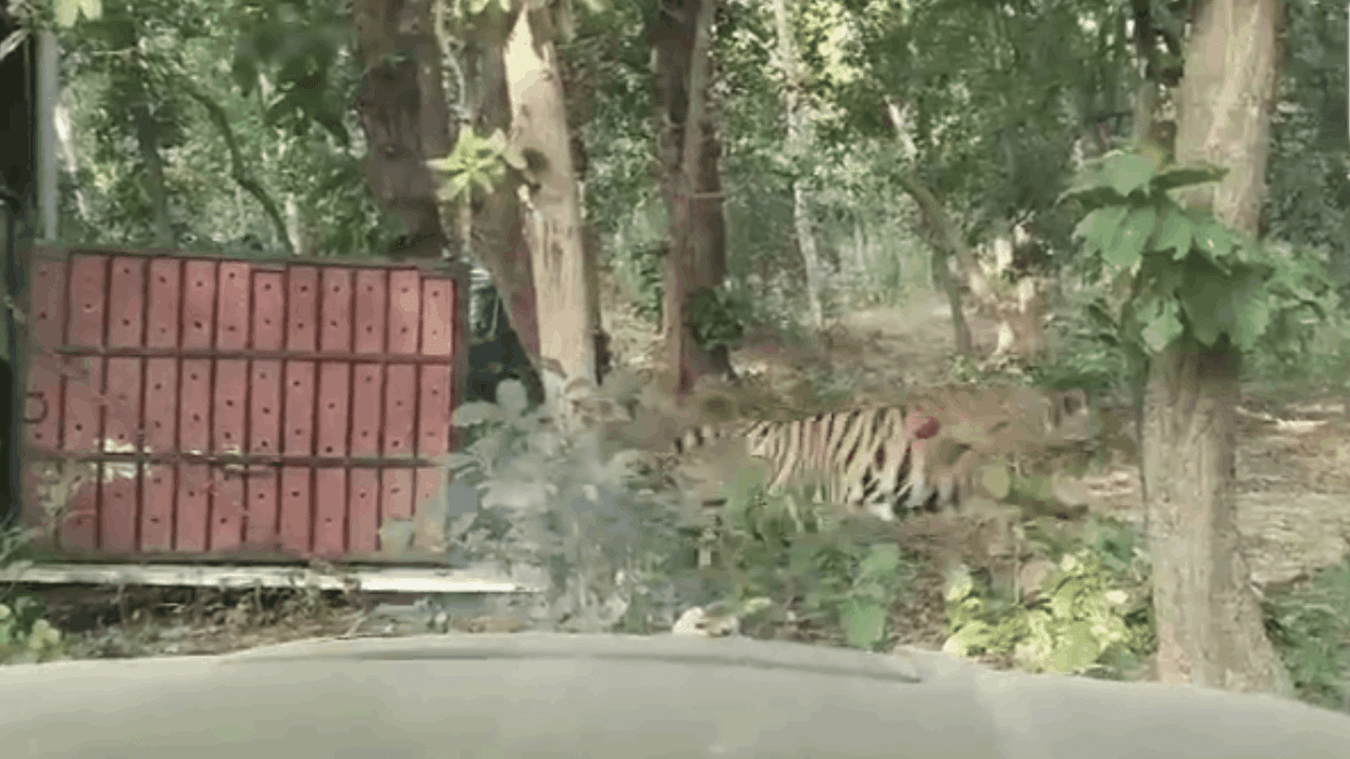 forest department released the tiger in Bhatapara in Tamor Pingla Tiger Reserve