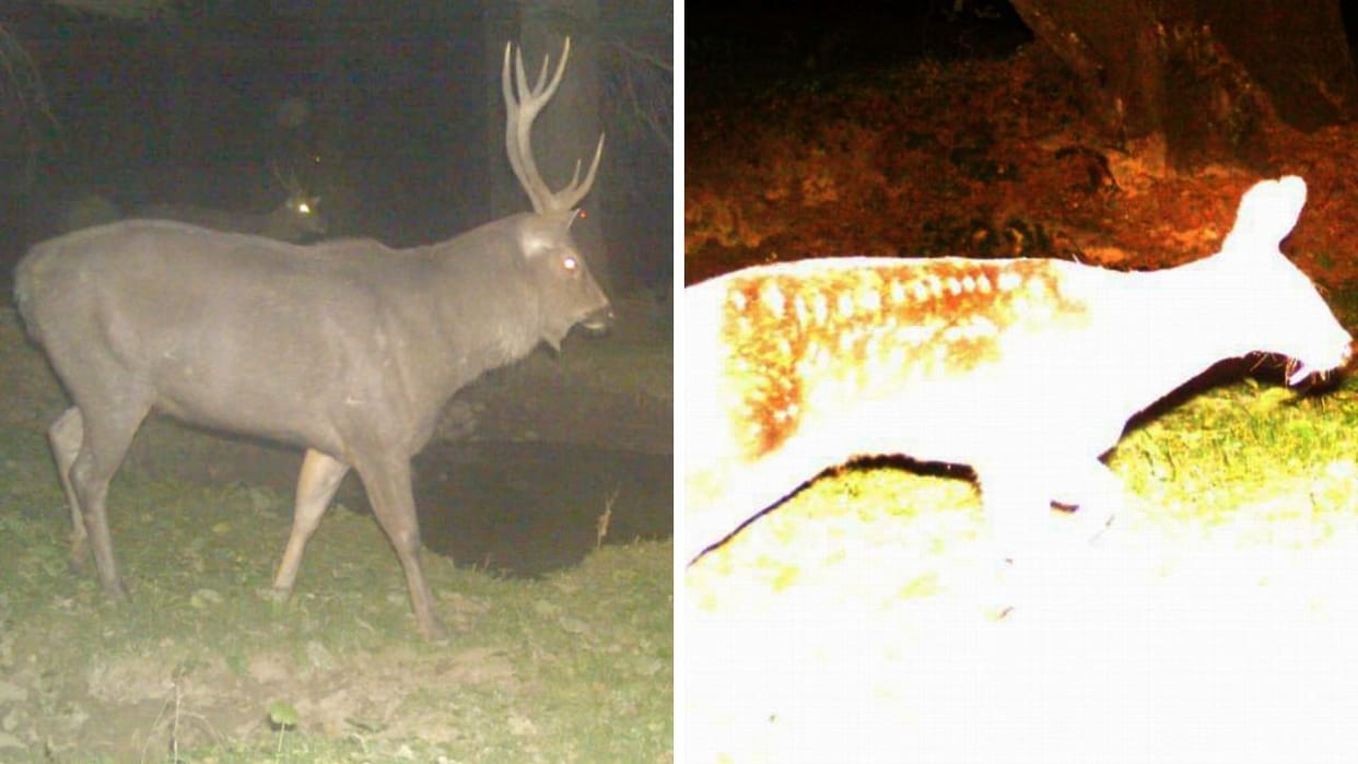 Himachal News Sambhar and Musk deer captured on camera for the first time