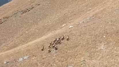 Himalayan Ibex found in Pangi forests Large herds were seen during inspection in hagluanch Dhar