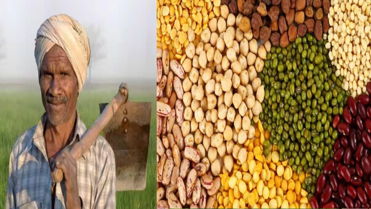 Raipur News: Subsidy amount for oilseed crops increased in chhattisgarh