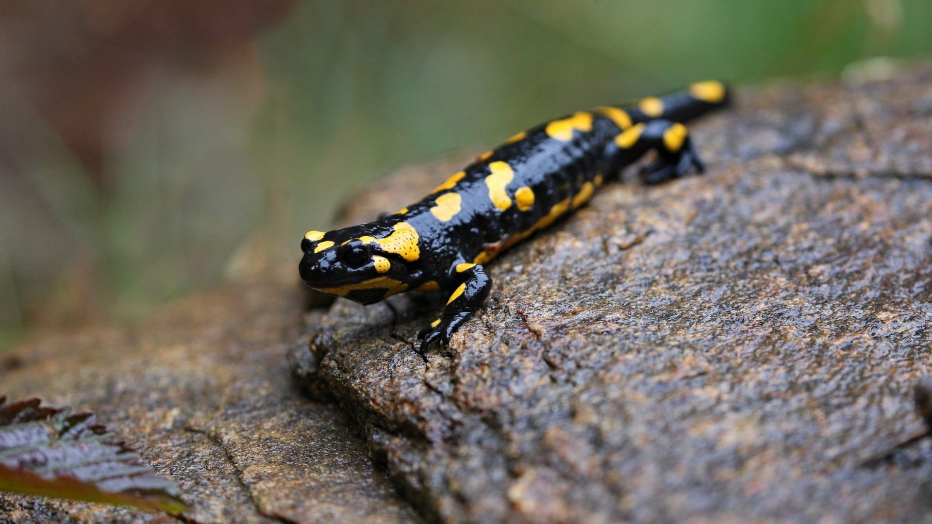 interesting facts world rare creature salamander who live many years without eating