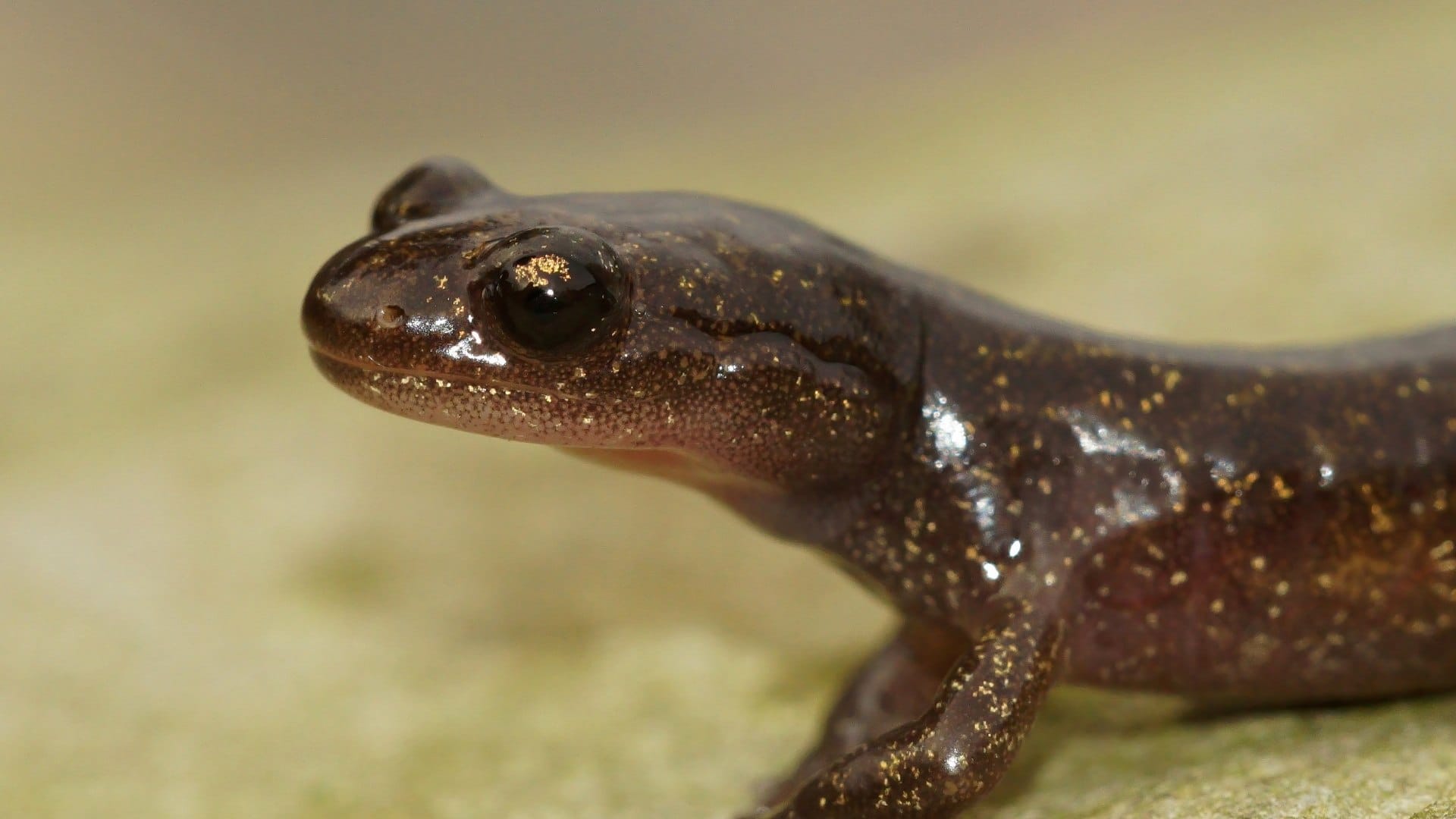 interesting facts world rare creature salamander who live many years without eating