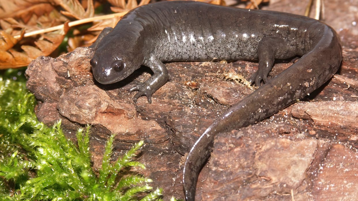 interesting facts world rare creature salamander who live many years without eating