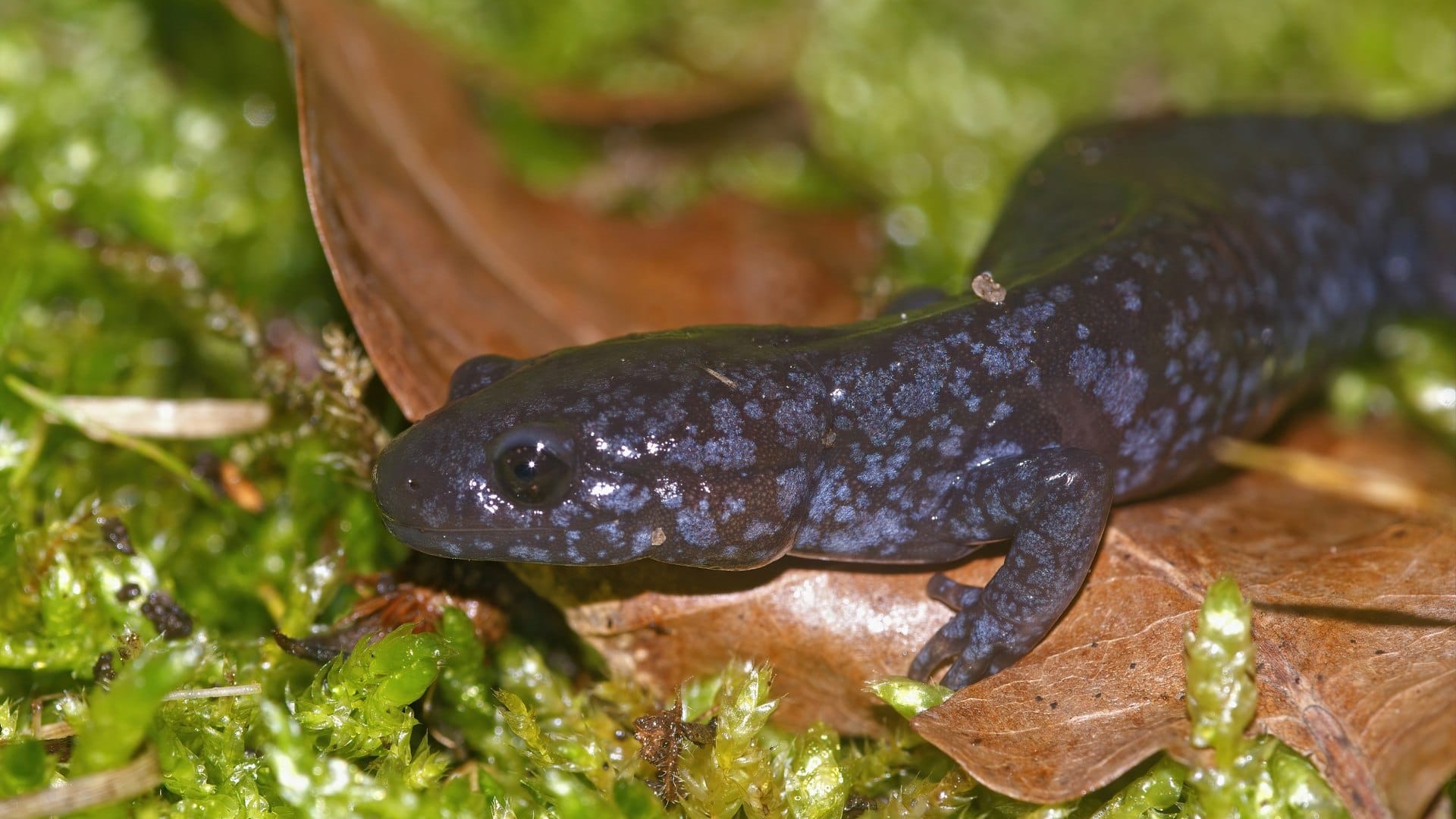 interesting facts world rare creature salamander who live many years without eating