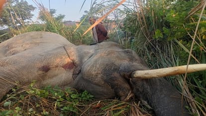 Bijnor: Elephant died after colliding with train, train saved from overturning
