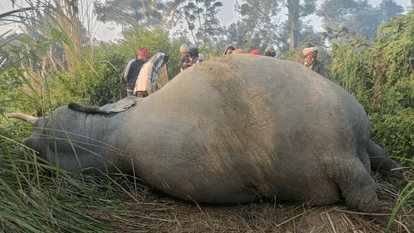 ट्रेन से टकराने के बाद मृत हाथी।