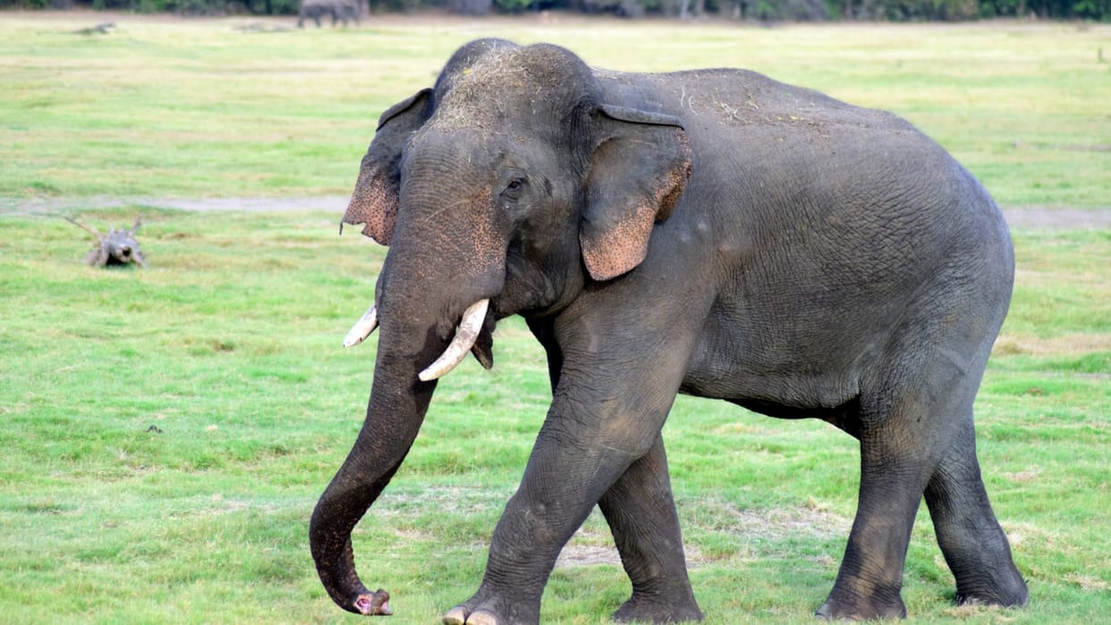 Zoo elephants more stressed than wild elephants revealed in research of scientist in BHU