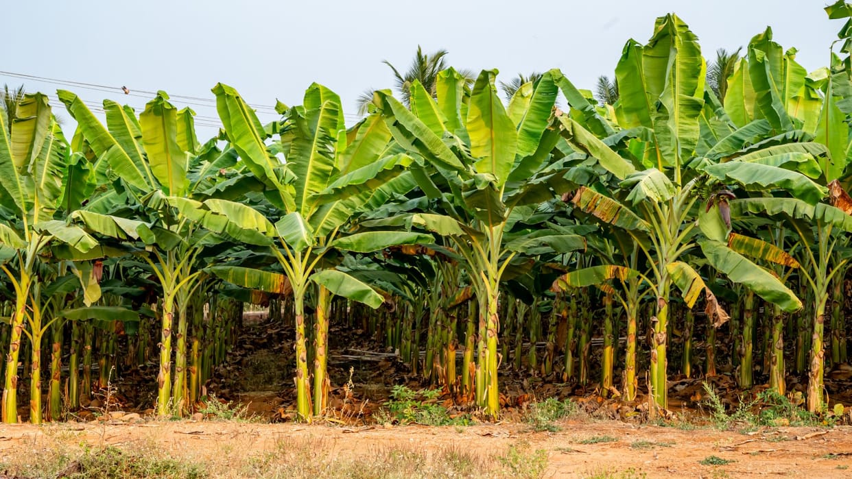 Guruwar Upay Benefits and Spiritual Significance of Worshiping Banana Tree guruwar ko kele ke upay