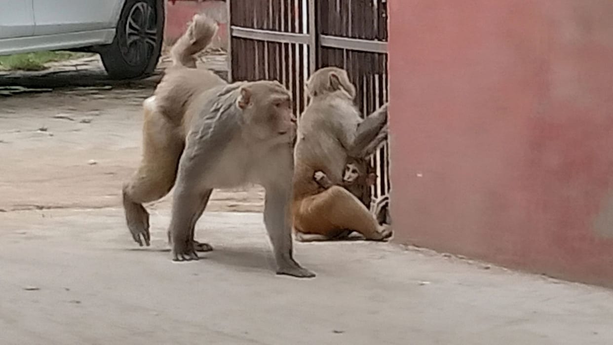 Muzaffarnagar: The old woman kept running and the monkeys kept biting her hands and back, she died