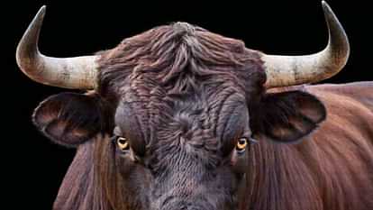 Una News a bull collided with a bike a 42-year-old rider died a painful death