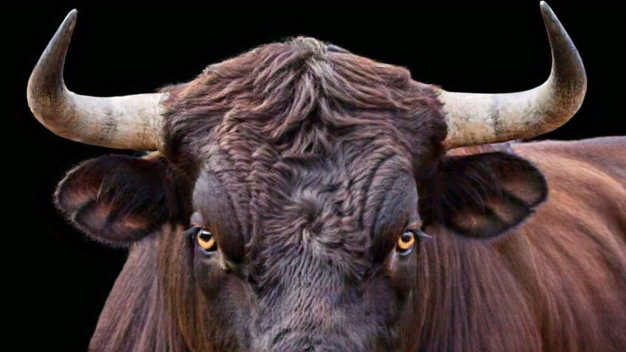 Una News a bull collided with a bike a 42-year-old rider died a painful death
