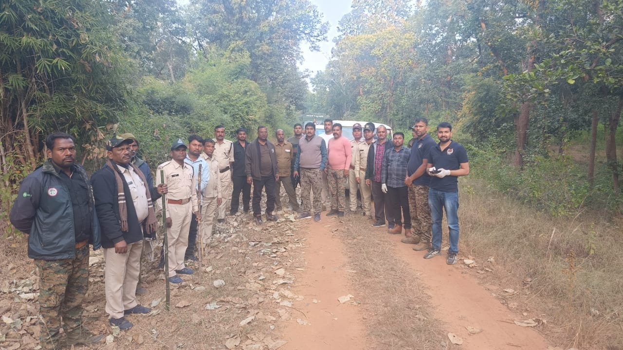 MP News: BTR management team searching for tiger Chhota Bheem in Umaria Bandhavgarh Tiger Reserve