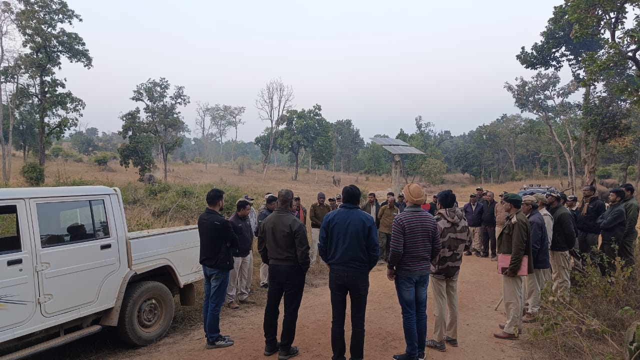 MP News: BTR management team searching for tiger Chhota Bheem in Umaria Bandhavgarh Tiger Reserve