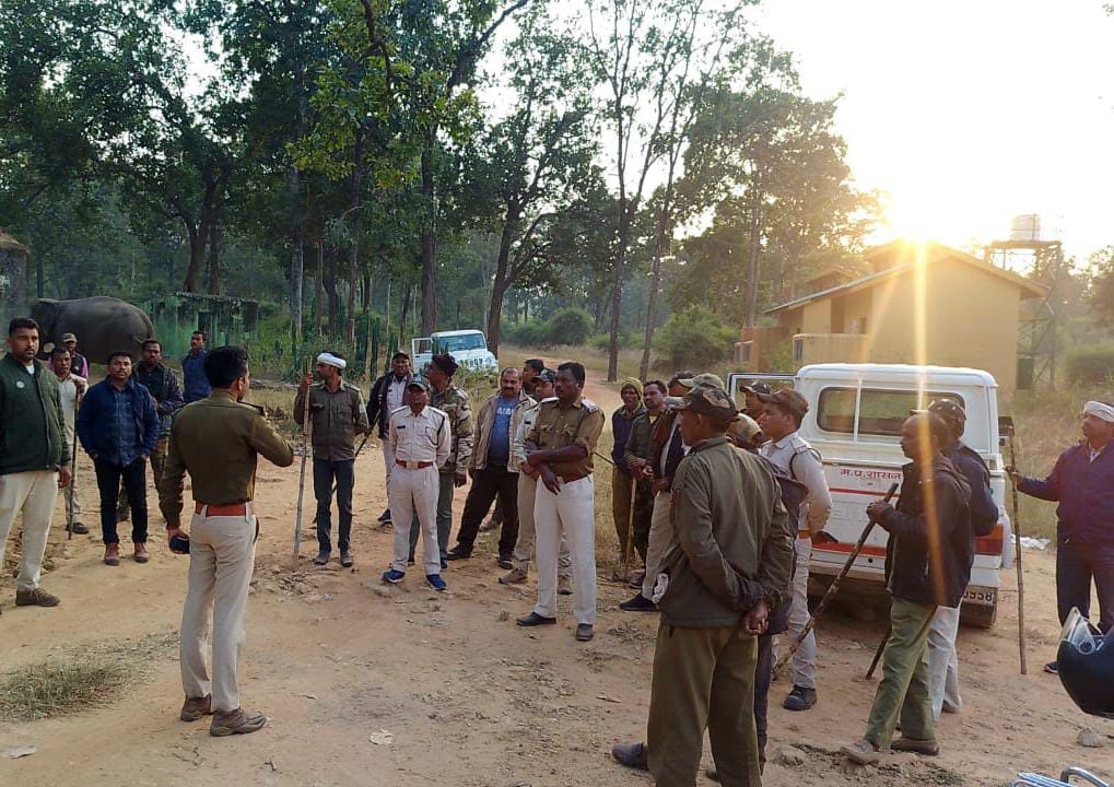 MP News: BTR management team searching for tiger Chhota Bheem in Umaria Bandhavgarh Tiger Reserve