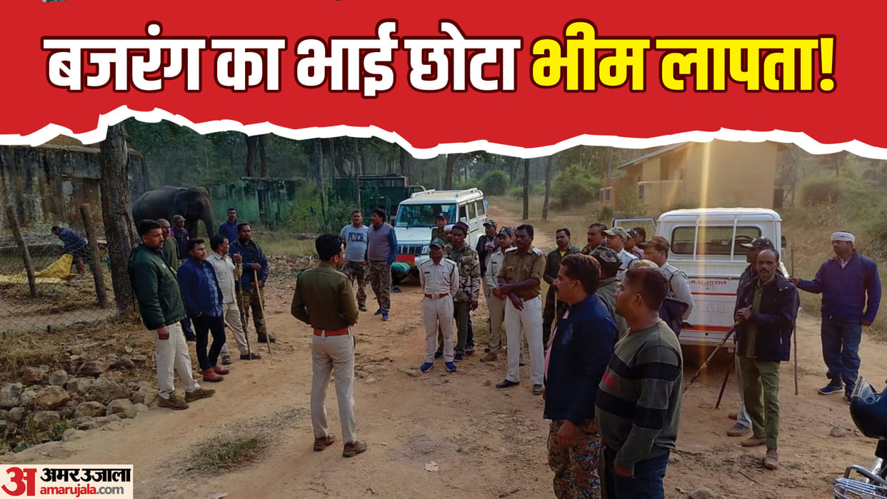 MP News: BTR management team searching for tiger Chhota Bheem in Umaria Bandhavgarh Tiger Reserve