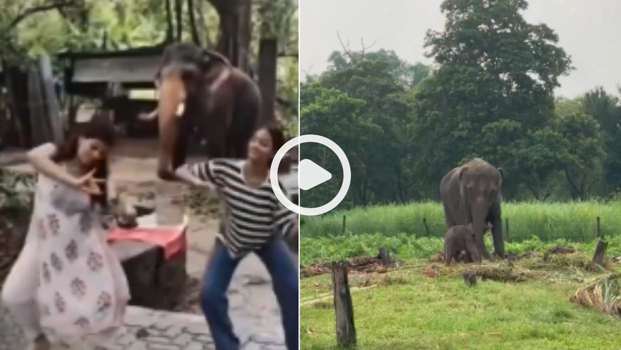 elephant doing Bharatnatyam video came to light know the reality from IFS officer news in hindi