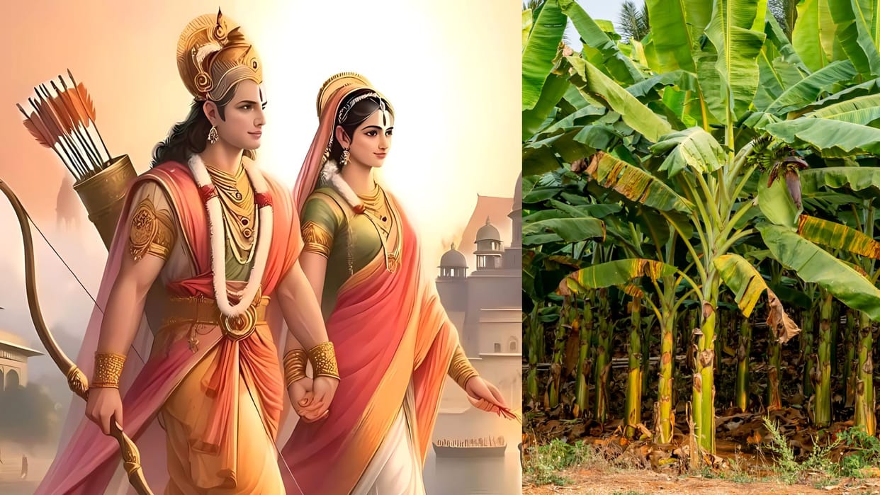 Vivah Panchami 2024 know banana tree puja vidhi and significance in hindi disprj
