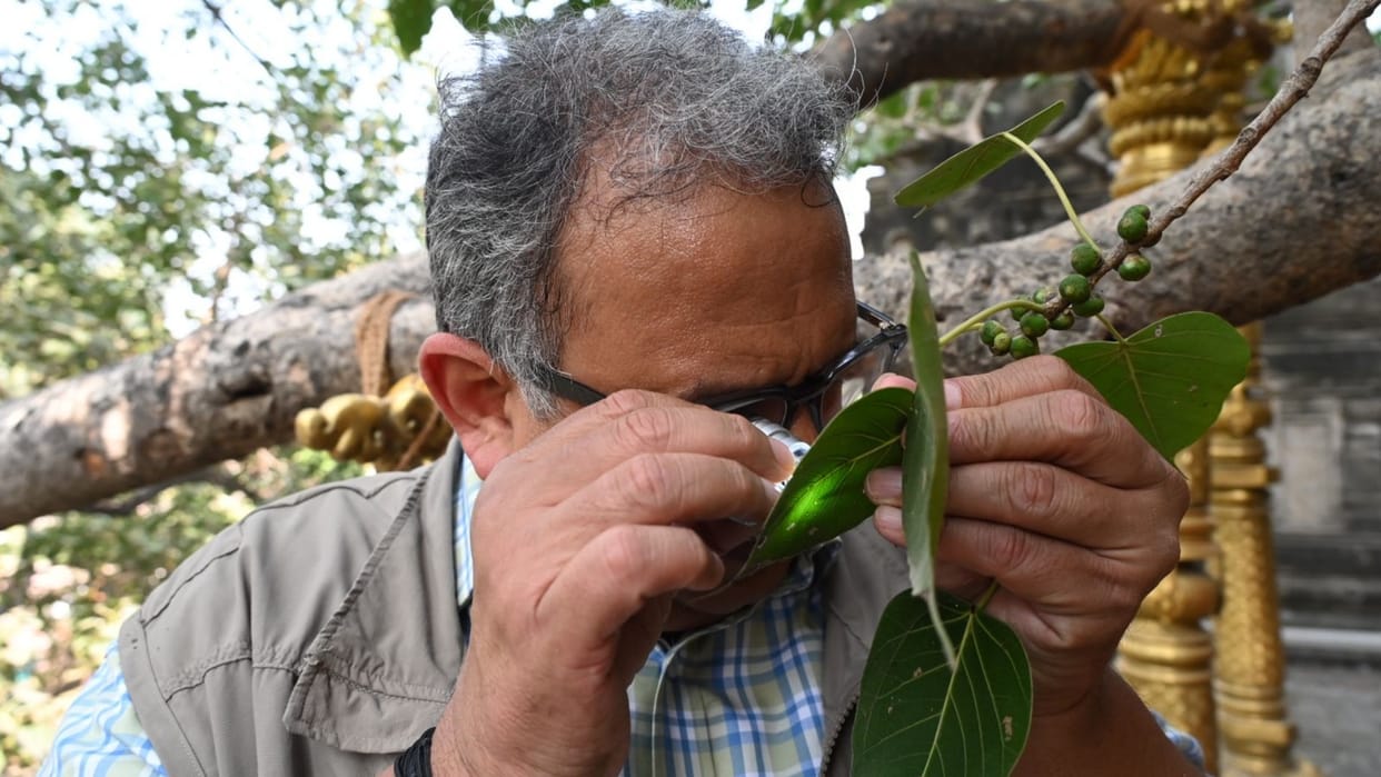Bihar News: sacred Bodhi tree is healthy, FRI team from Dehradun examined Bodhivriksha