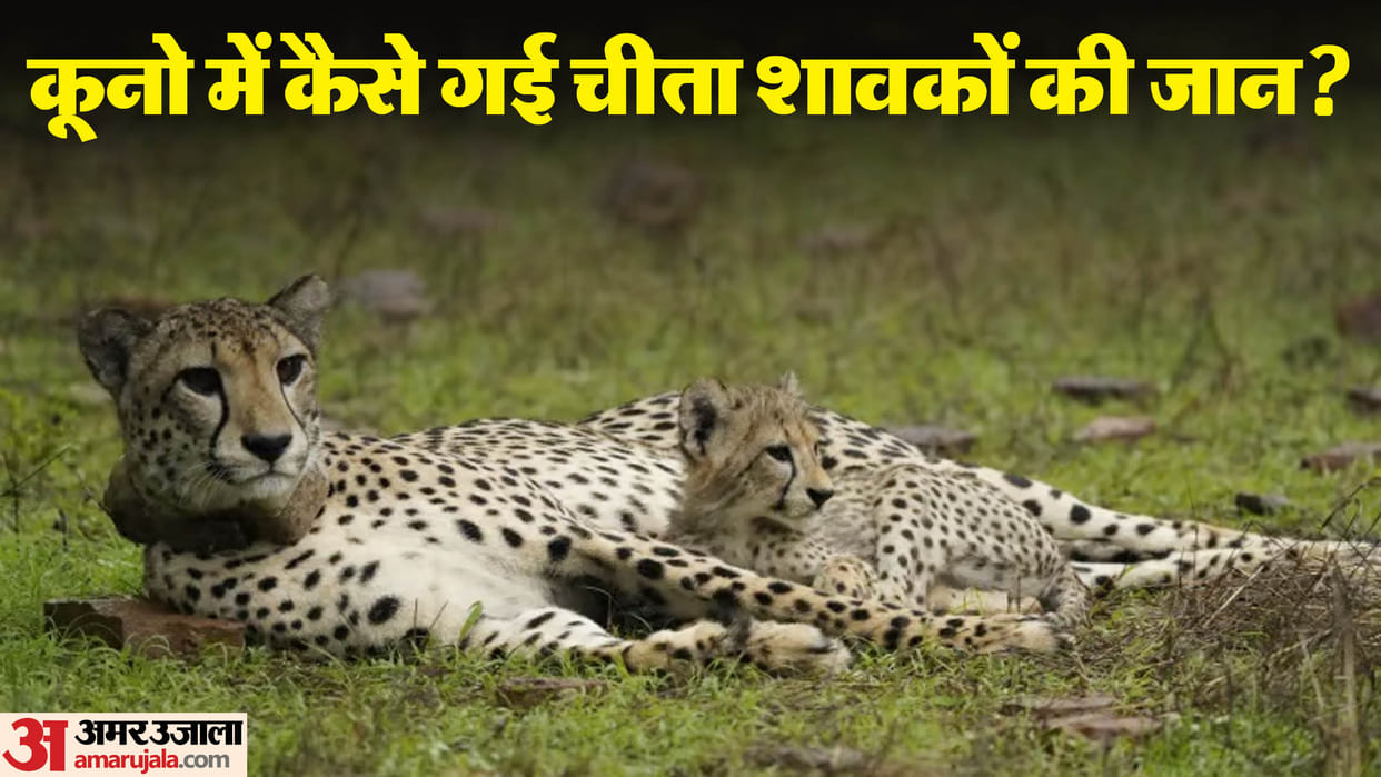 MP Kuno National Park Mother Nirvah ate Newborn Cubs in Kuno Post Mortem Report News in Hindi