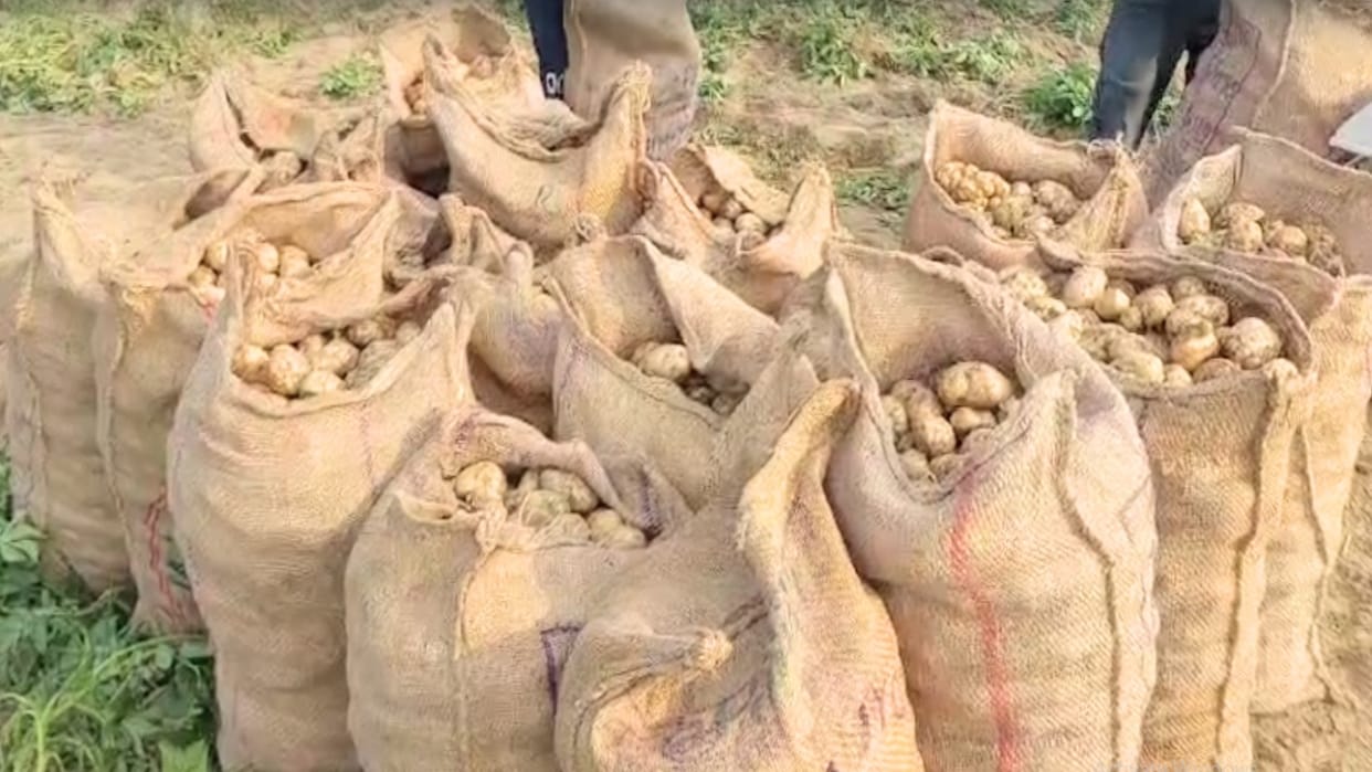 Bumper crop of potatoes in Una, farmers are getting good prices
