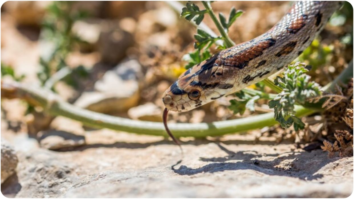 Snakebites kill more Indians know snakebite symptoms and treatment in hindi