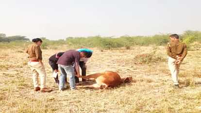 Kekri News: Sensation spread after cow's dead body was found in field, doctors said- death due to suffocation