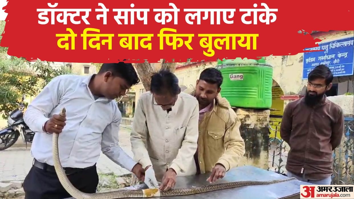 Doctor stitches the injured snake to save it in Lakhimpur Kheri